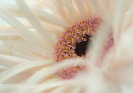 Spider Gerbera by Minie Drost