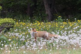 Ezo rode vos of Vulpes vulpes Hokkaido, Japan van Frank Fichtmüller