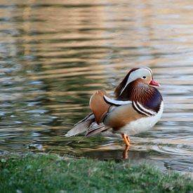 Manta Duck in de Bamberg Grove van Gallery