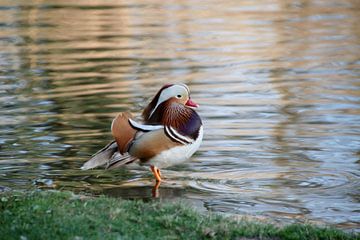 Manta Duck in Bamberg Grove