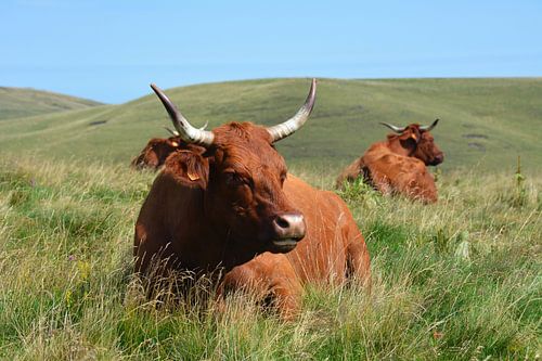 Koe met grote hoorns in Alpenweide Franse Auvergne