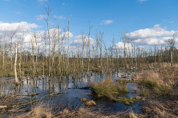 Natuurreservaat het Wooldse veen in Winterswijk van Tonko Oosterink