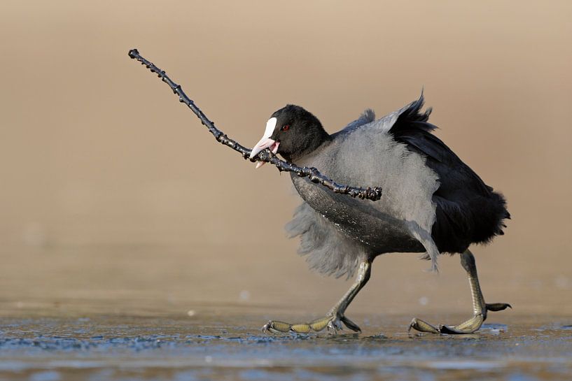 lustig... Blässralle *Fulica atra* par wunderbare Erde