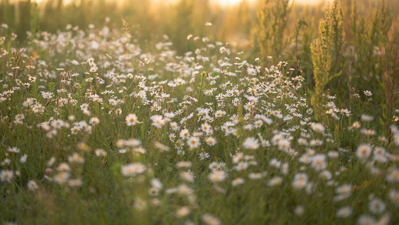 flowers part 316 by Tania Perneel