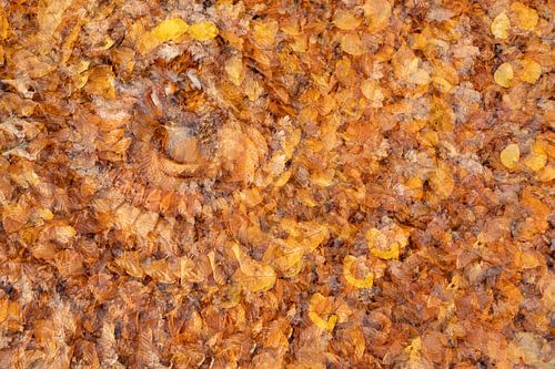 Herfstbladeren