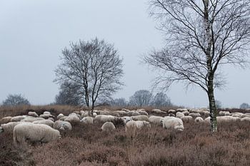 Schaapherder en kudde 03
