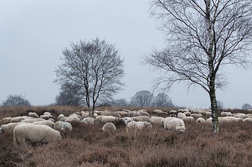Schaapherder en kudde 03