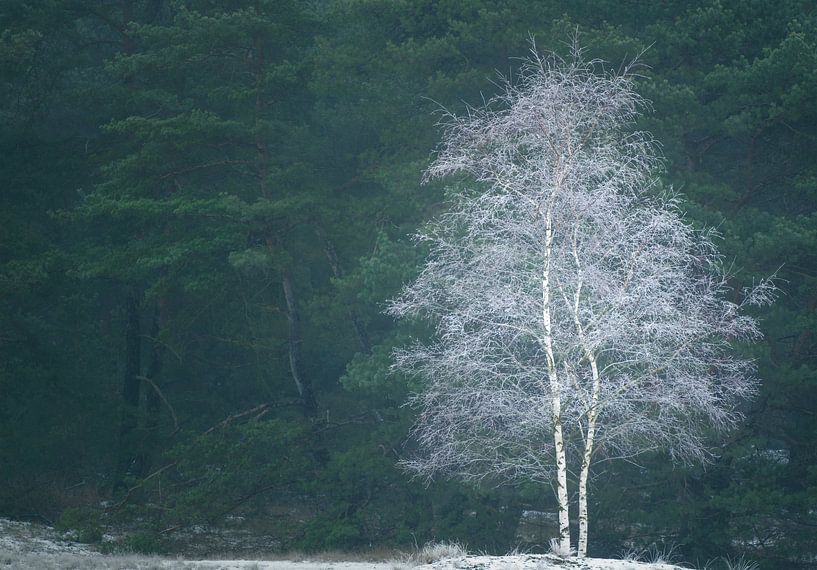 Winters contrast van LANETfotografie