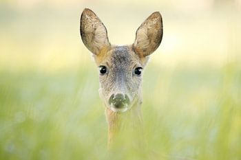 Portret van een ree