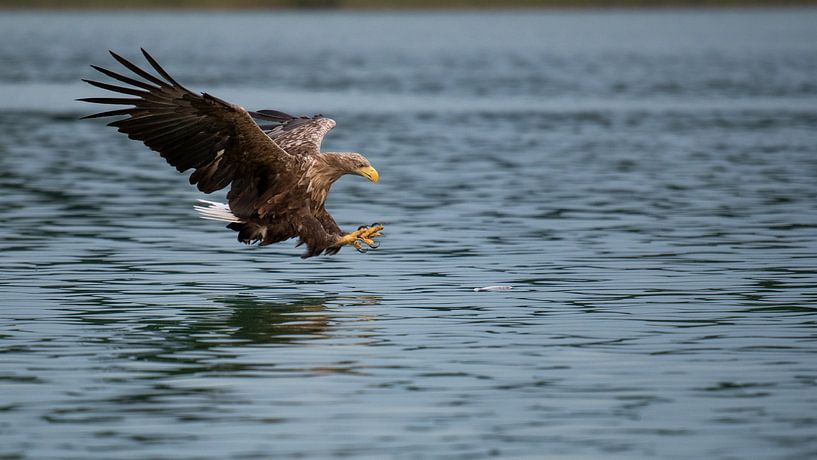 Zeearend voor de vangst van Jörn Döring