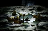 Waterlelies landschap met bloesems en knoppen van marlika art thumbnail
