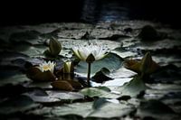 Waterlelies landschap met bloesems en knoppen
