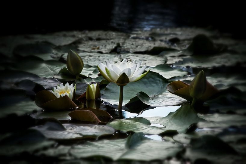 Waterlelies landschap met bloesems en knoppen van marlika art