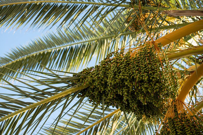 Dattelpalme mit grünen Früchten von Adriana Mueller
