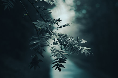 Fresh raindrops on delicate leaves