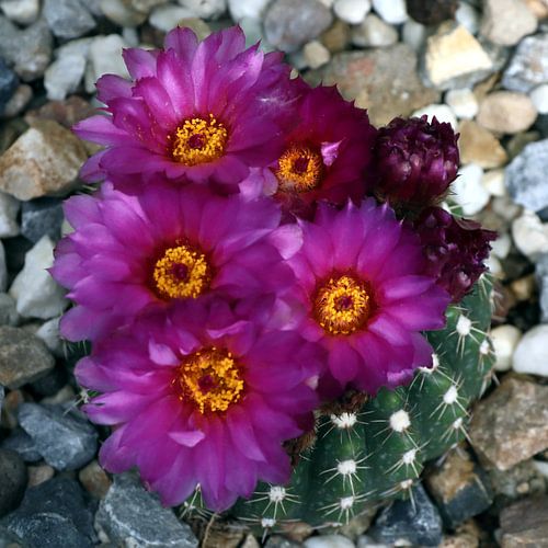 30 Jochumhof Parodia werneri cactus