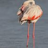Roze flamingo (Phoenicopterus roseus) van Dirk Rüter