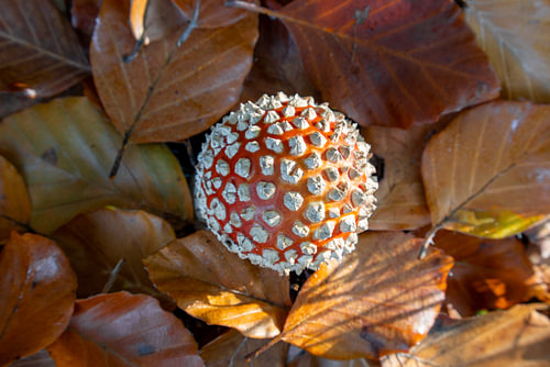 Au cœur de l'automne