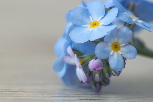 Vergeet-me-nietje