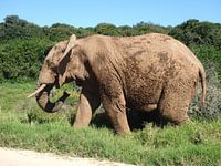 Olifant