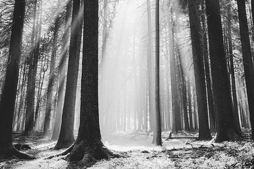Beams of light in the forest