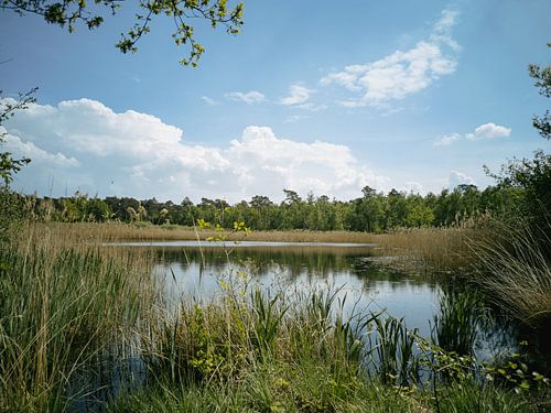 Schwimmbad in Weerterbos