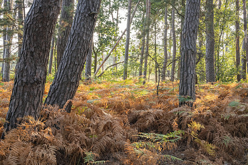 Kalmhoutse heide