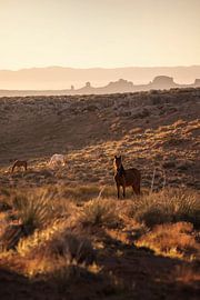 Die Pferde des Monument Valley von Martin Podt