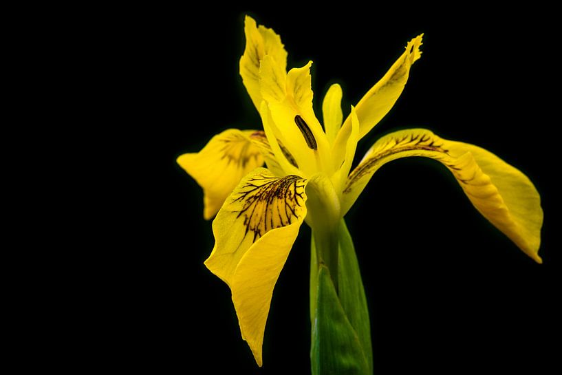 Iris pseudacorus von William Mevissen
