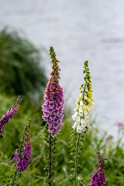 Fleurig by Merijn Loch