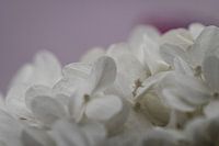 Hortensia