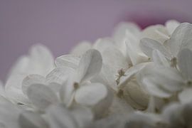 Hortensia sur Ralf Hickmann