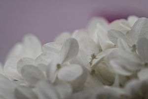 Blüten