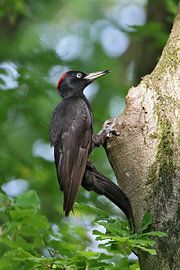 De zwarte specht van Laura Burgman