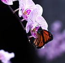 Vlinder op orgidee van Rick Nijman thumbnail
