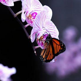 Vlinder op orgidee van Rick Nijman