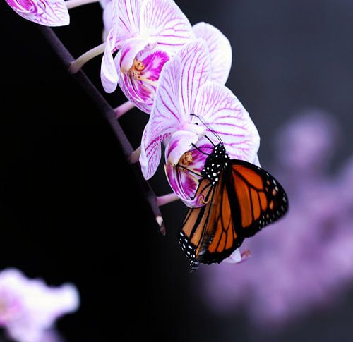 Vlinder op orgidee