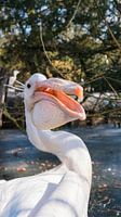 Angry Pelican