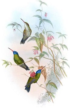 Blauwhoofdige saffier, John Gould van Hummingbirds