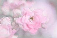 Blume von Vliner Flowers Miniaturansicht