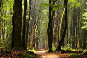 Grüner Wald von Rigo Meens