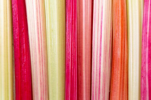 Verticaa pattern of vewrse chard