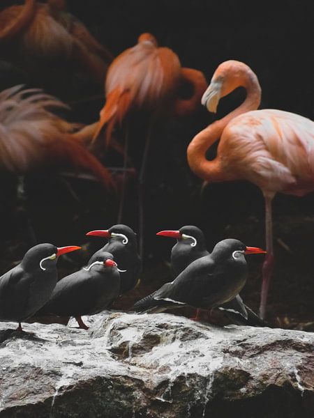 Flamingo-Kunst von Fotojeanique .