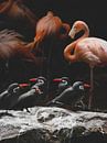 Flamingo Kunst van Fotojeanique . thumbnail