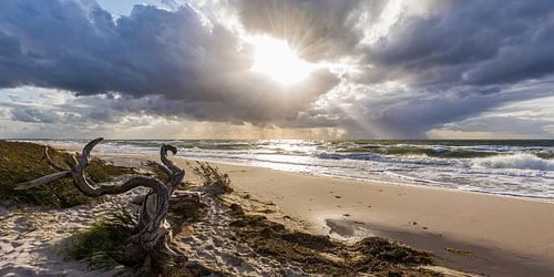 Panorama Darßer Weststrand near Prerow on the Baltic Sea by Werner Dieterich