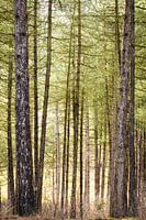 Relaxing forest