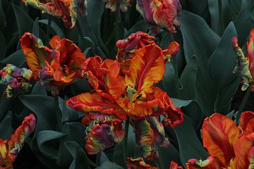 Rote gelbe Tulpen von Tatjana Korneeva