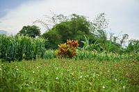 Red plant in Balinese landscape