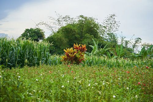Rode plant in Balinees landschap