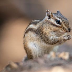 Siberische grondeekhoorn van Isabel van Veen